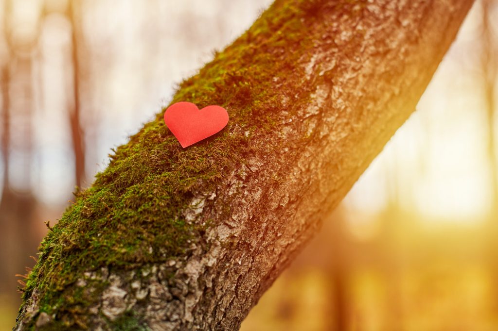 Heart on tree. Environment protection symbol, copy space. Deforestation or arboriculture tree love concept. Save forest and nature.